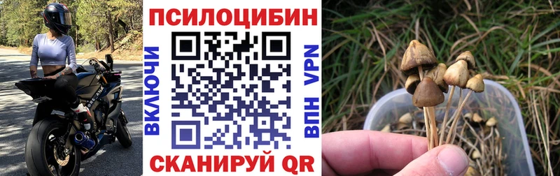 Псилоцибиновые грибы прущие грибы  Купить  Ухта 
